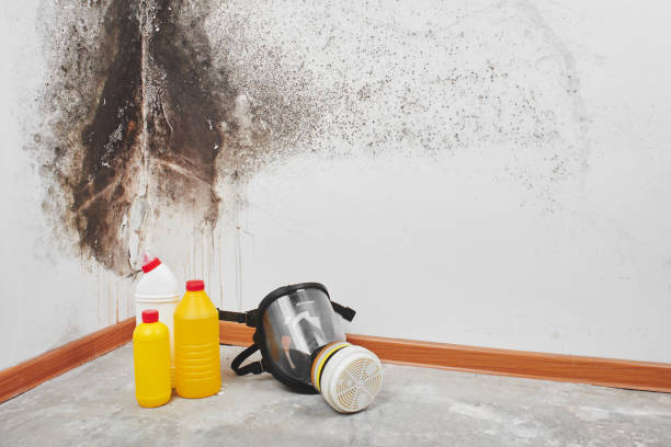 Mold Removal Process in Morrice, MI