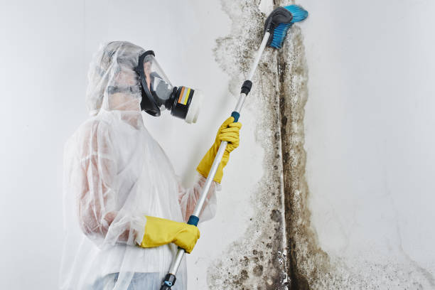 Best Affordable Mold Removal  in Morrice, MI