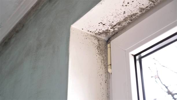 Professional Mold Removal in Morrice, MI