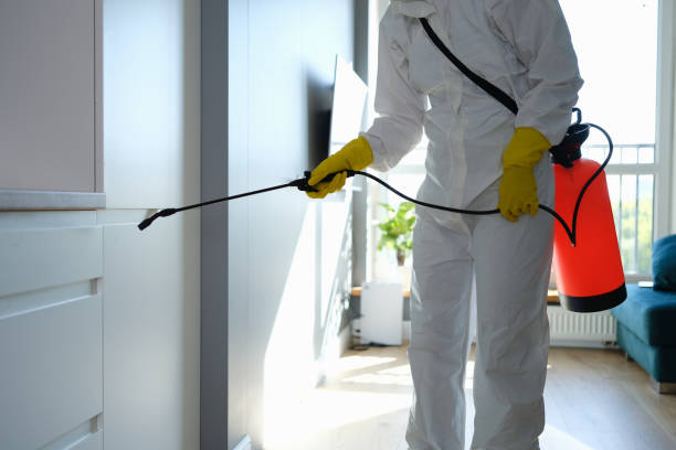 Best Mold Removal Near Me  in Morrice, MI