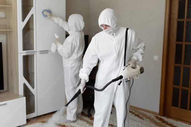 Best Mold Remediation  in Morrice, MI