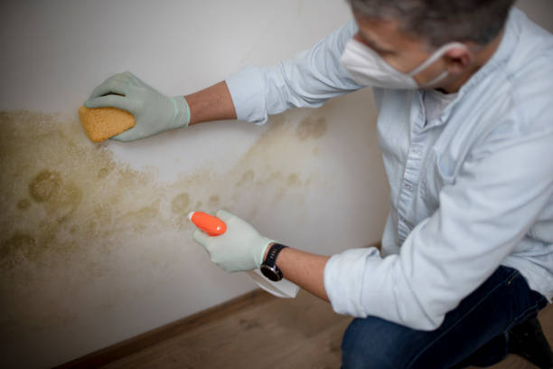 Best Affordable Mold Removal  in Morrice, MI