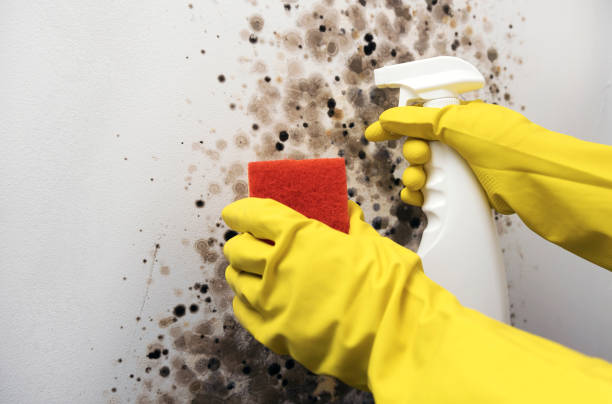 Best Mold Cleaning Services  in Morrice, MI