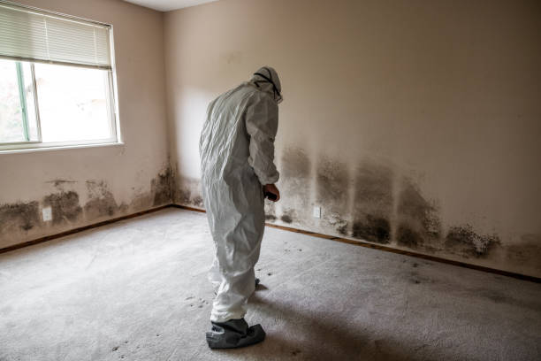 Best Black Mold Removal  in Morrice, MI