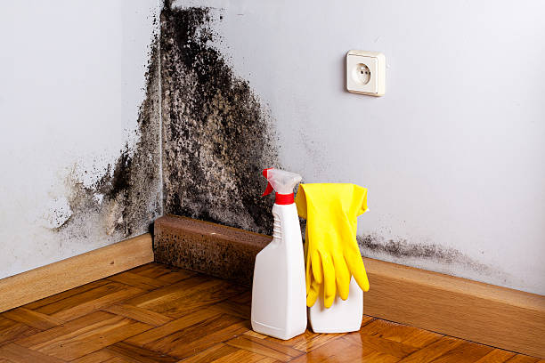 Best Certified Mold Removal  in Morrice, MI
