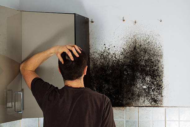 Best Emergency Mold Removal  in Morrice, MI