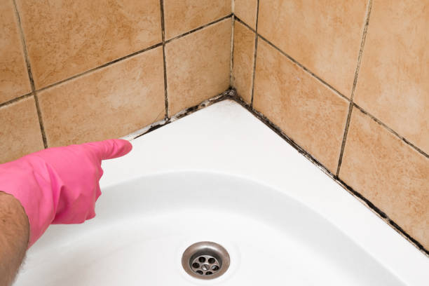 Best Home Mold Removal  in Morrice, MI